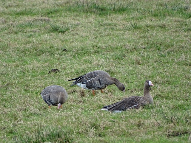 银河队坐镇 银河队坐镇